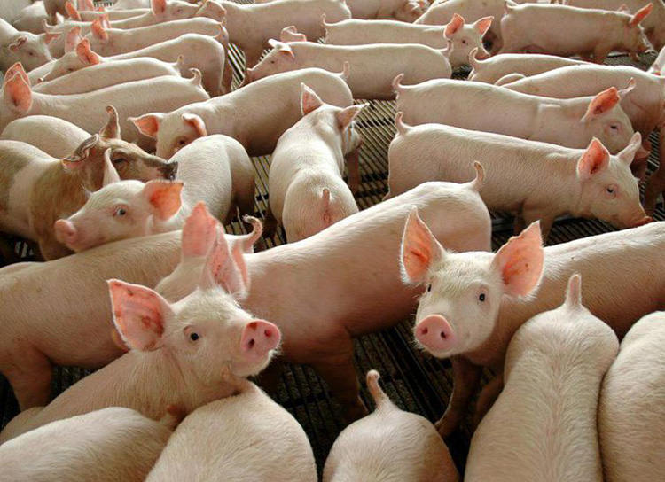  Foto: Reprodução Governo Federal