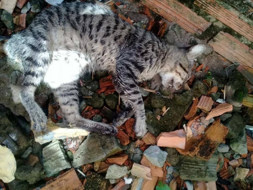 Uso de veneno: Uma pessoa está exterminando gatos no bairro Santinho em Barras PI