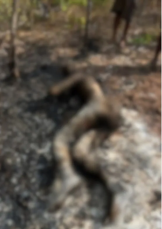 Foto: Reprodução / PM Timon