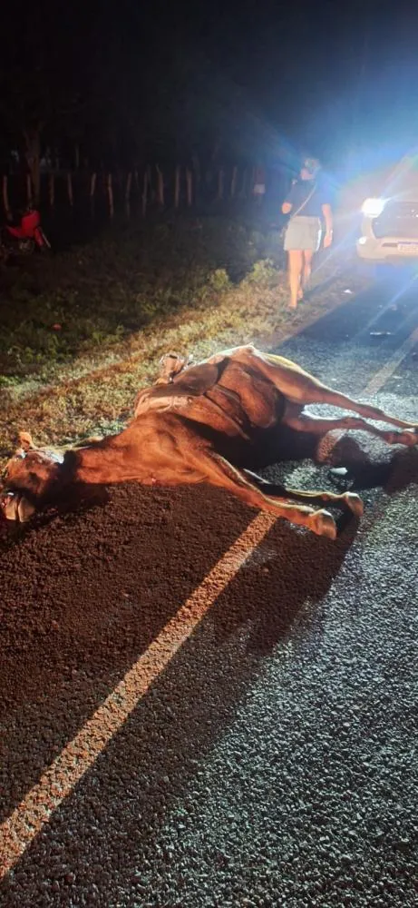 Acidente na PI-212 em Nossa Senhora dos Remédios - Piauí entre veículo e animal na pista