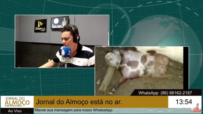 Cabrito com características humanas nasce na zona rural de Luzilândia