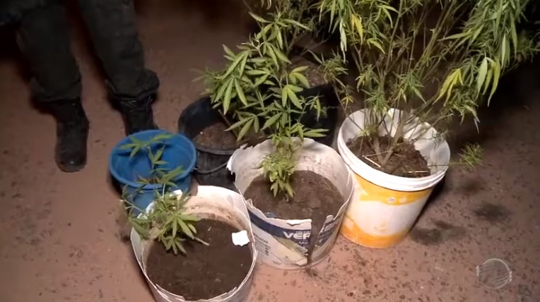 Roça de maconha orgânica é localizada pela Polícia Militar na zona rural de Teresina