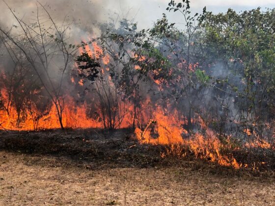 Cresce número de Queimadas em Barras PI, alerta o coordenador do GAV