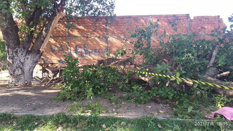 Galho de árvore cai e mata mulher que passava com os filhos no interior do Piauí