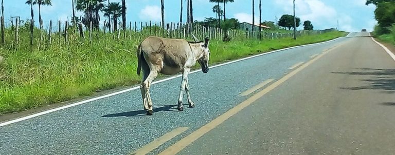Homem morre após colidir com animal em Joaquim Pires