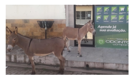 Câmara aprova lei com objetivo de reduzir número de animais soltos nas ruas de Barras PI 