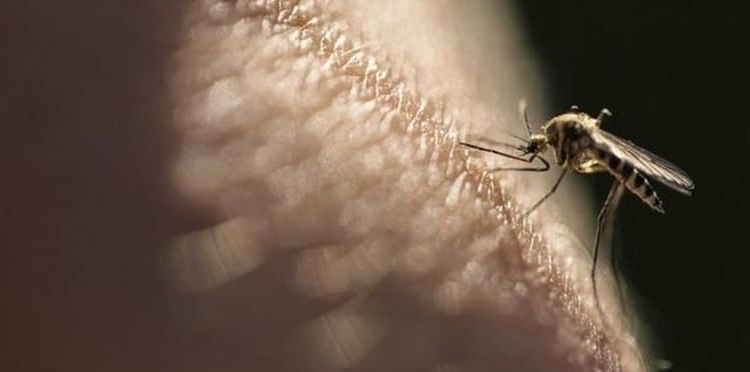 19 testes foram realizados após três pessoas testarem positivo para Malária em Miguel Alves PI 