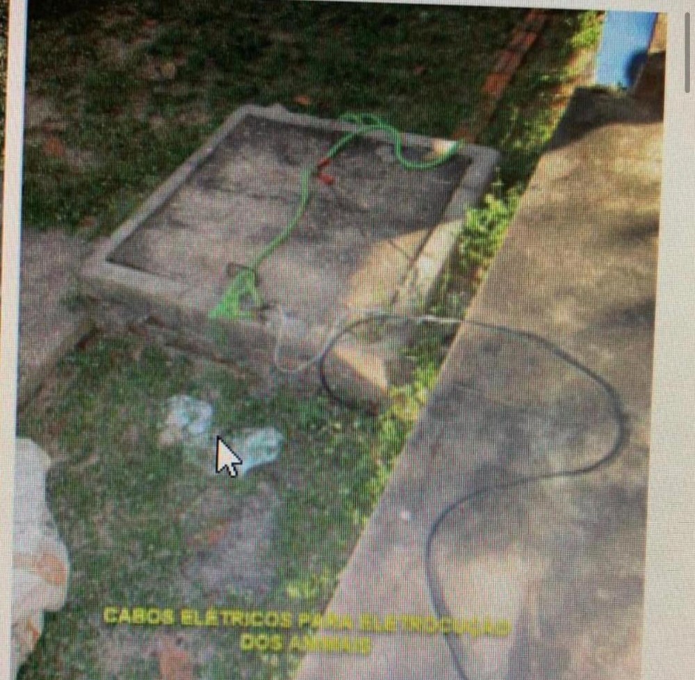 Farsa: Fotos antigas de cães mortos circulam na internet como se fossem atuais