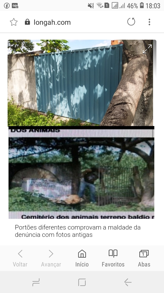 Polícia Civil abre inquérito e investiga denúncia de cães mortos eletrocutados em Barras no Piauí