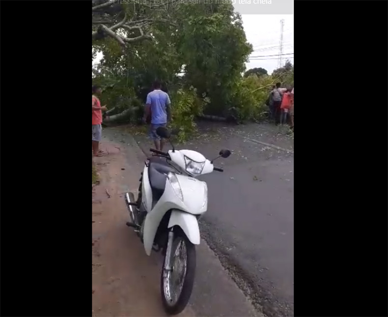 Árvore tomba e deixa mulher ferida na zona Rural de Teresina