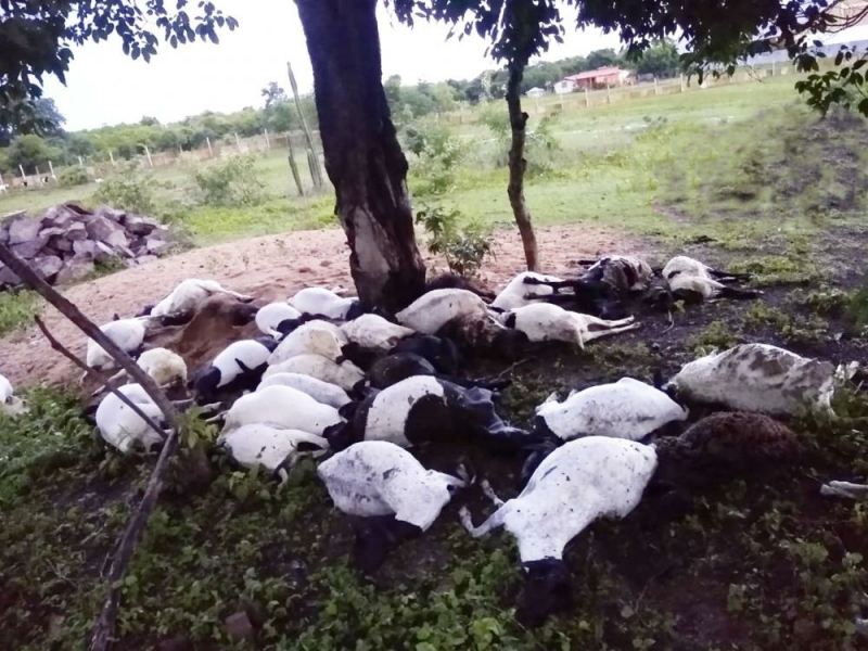 Raio cai em fazenda e mata 32 ovelhas em cidade da região norte do Piauí
