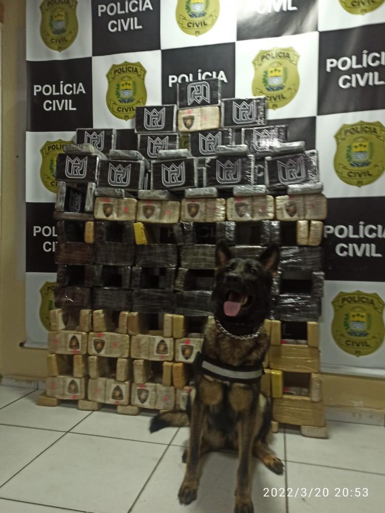 Operação se deu com apoio do Núcleo de Operações com Cães - Foto: Divulgação/SSP-PIOperação se deu com apoio do Núcleo de Operações com Cães – Foto: Divulgação/SSP-PI