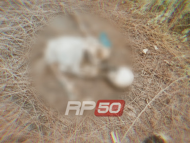 reporter .50