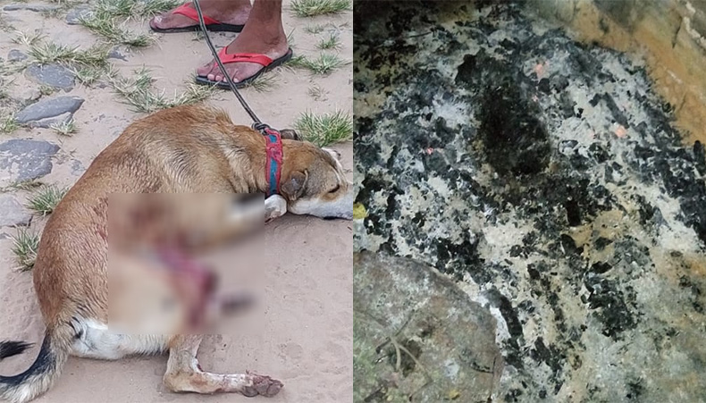 Dois cães são mortos durante Semana Santa em Pedro II