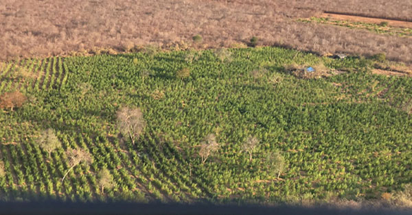 Campinas do Piauí: Polícia localiza plantação com cerca de 170 mil pés de maconha