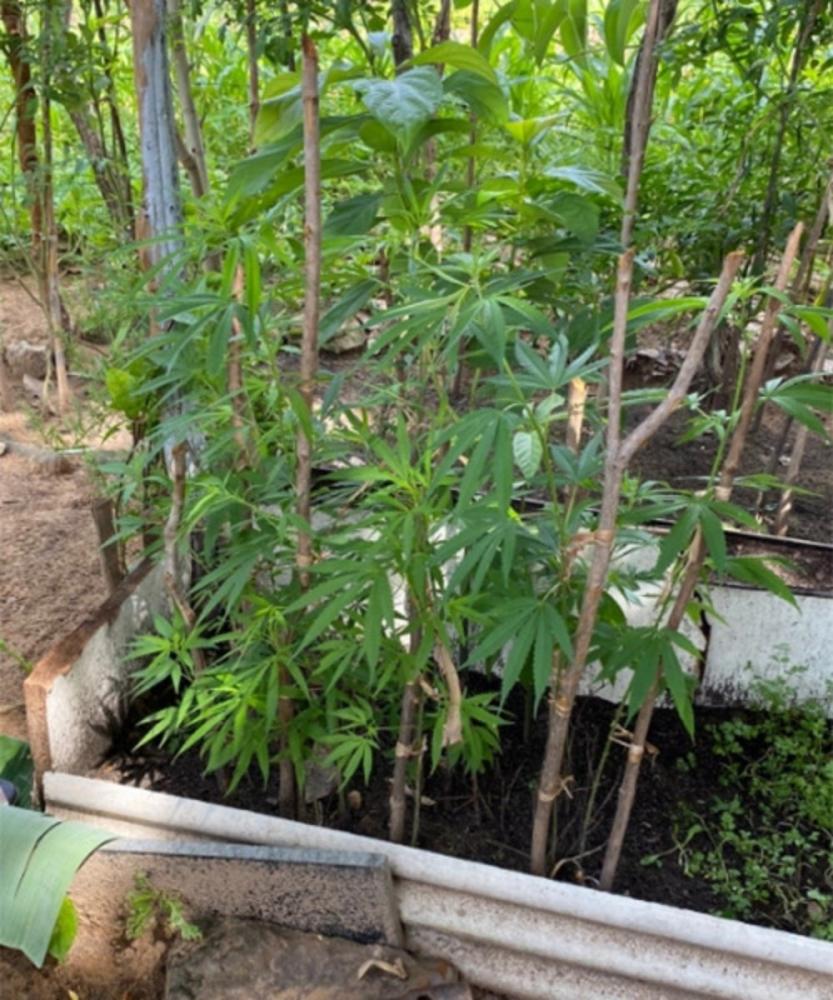 Maconha foi apreendida com casal escondida entre hortaliças. Crédito: Polícia Civil