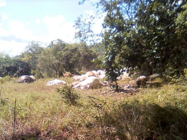 Gado morto durante tempestade em Agricolândia