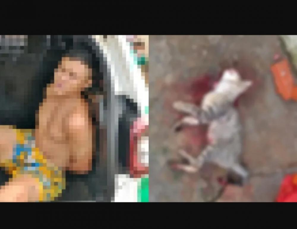 Homem é preso após ameaçar a própria esposa e matar gato a facadas no Piauí (Foto: Reprodução/ Blog do Coveiro