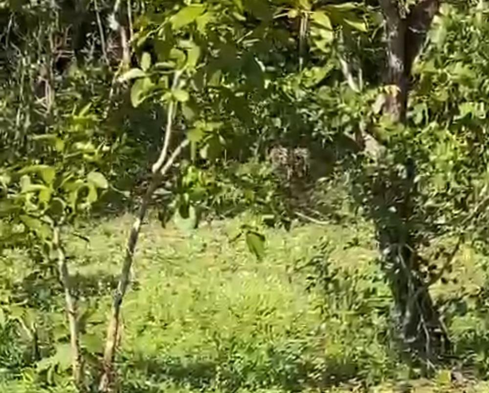 Reprodução via vídeo