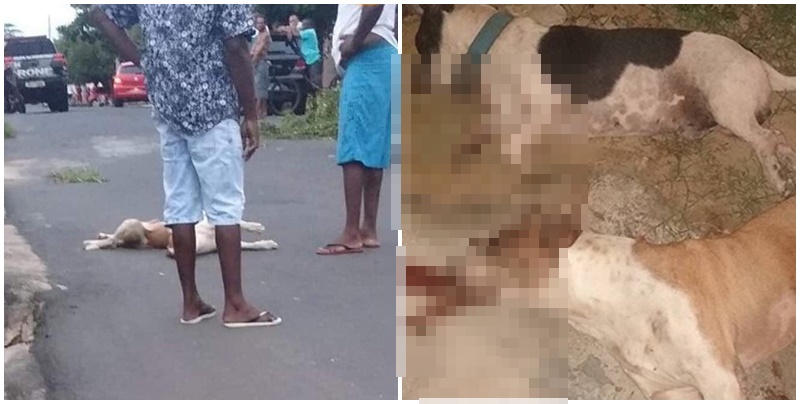Cães são mortos em casa durante perseguição a bandidos em Teresina